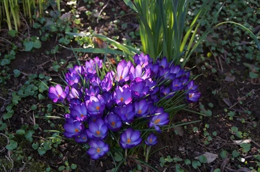Krokusse Krokusse in lila Blütenpracht auf einer Wiese, von Sonnenlicht beschienen, umgeben von grünem Laub.
