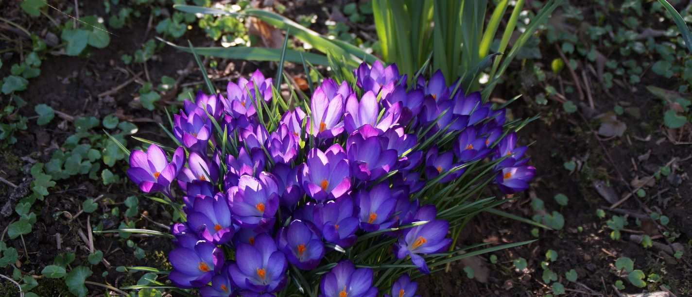 Krokusse Krokusse in lila Blütenpracht auf einer Wiese, von Sonnenlicht beschienen, umgeben von grünem Laub.