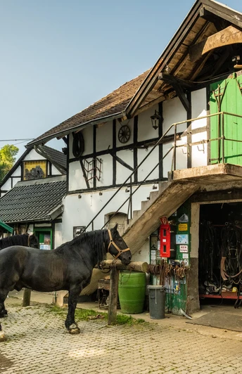 Gammersbacher Mühle Altes Fachwerkhaus mit Pferden im Hof, rustikaler Charme und Naturkulisse.