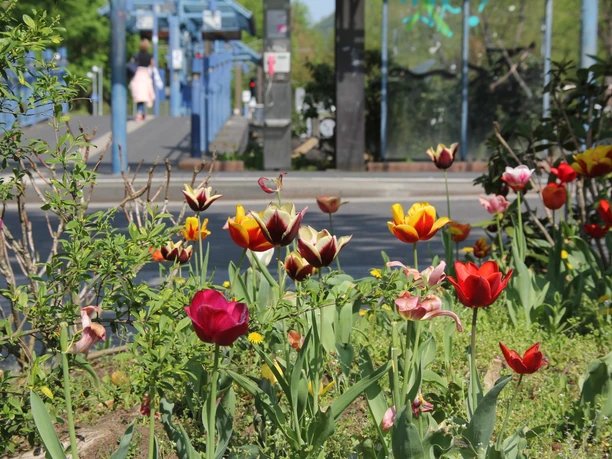 Endhaltestelle Linie 66