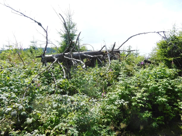 kyrillpfad-baum-bizarr © Herbert Roy.jpg