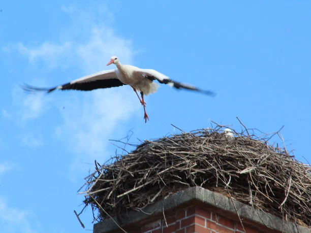 Ein Weißstorch startet vom Nest auf einem Schornstein mitten im Flug gegen den strahlend blauen Himmel.