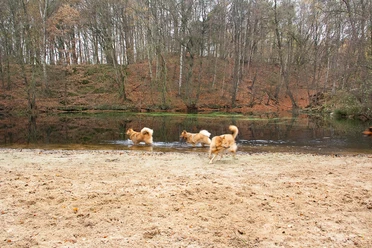 Wingst Hundestrandbad Elchtal Drei Hunde vor einem Tümpel mit Sandstrand vor einem herbstlichen Wald