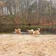 Wingst Hundestrandbad Elchtal Drei Hunde vor einem Tümpel mit Sandstrand vor einem herbstlichen Wald