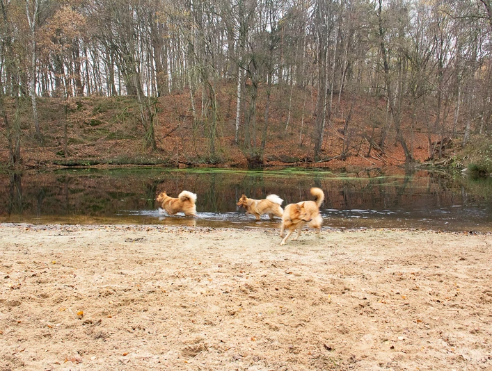 Wingst Hundestrandbad Elchtal Drei Hunde vor einem Tümpel mit Sandstrand vor einem herbstlichen Wald