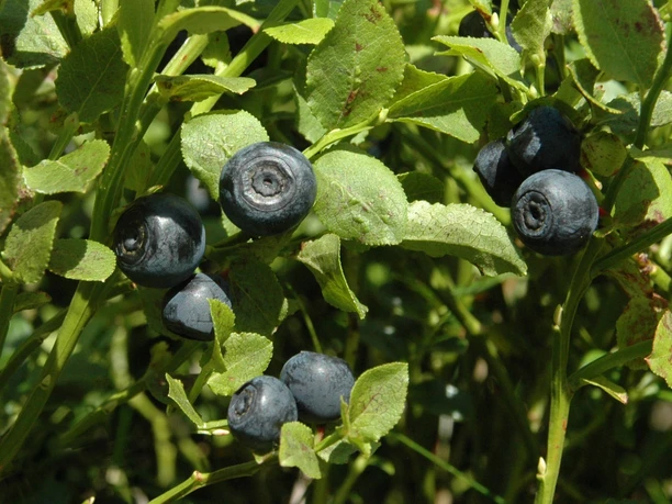 heidelbeeren © Winfried Becker.jpg