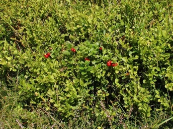 Vegetation mit Preiselbeeren am Osterkopf Vegetation mit Preiselbeeren am Osterkopf