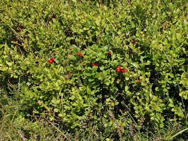 Vegetation mit Preiselbeeren am Osterkopf Vegetation mit Preiselbeeren am Osterkopf