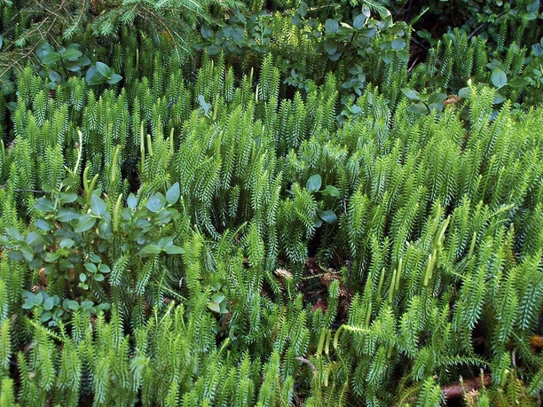 sprossender-baerlapp © Winfried Becker.jpg