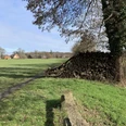Holzstapel neben einem Feldweg mit Baum in einer ländlichen Landschaft, grasbewachsener Pfad.