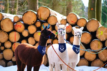 braunlage-alpaka2-c-alpakharz.jpeg