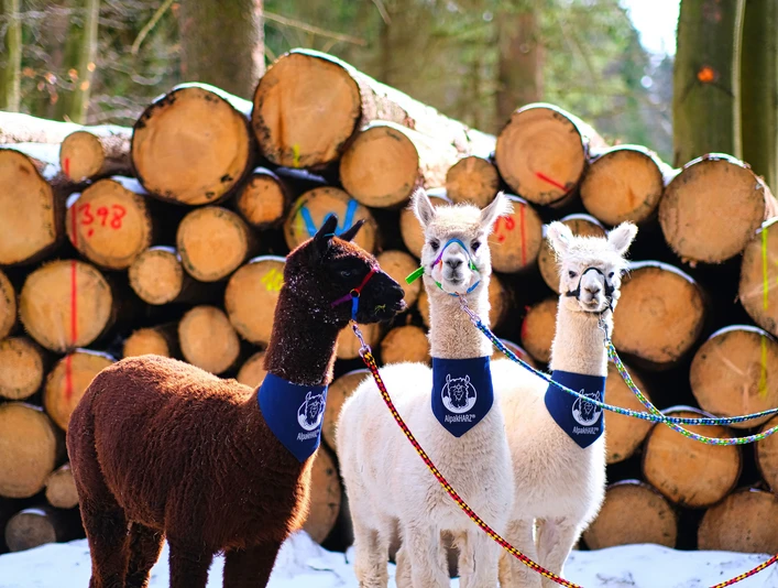 braunlage-alpaka2-c-alpakharz.jpeg