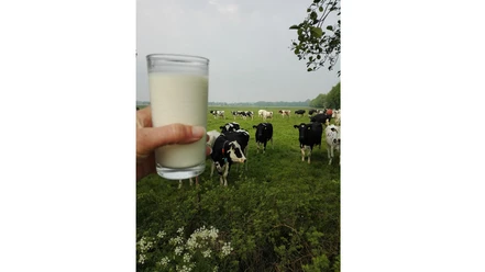 Milchtankstelle Baumann Das Bild zeigt ein Glas Milch vor Kühen von der Milchtankstelle Baumann