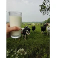 Milchtankstelle Baumann Das Bild zeigt ein Glas Milch vor Kühen von der Milchtankstelle Baumann