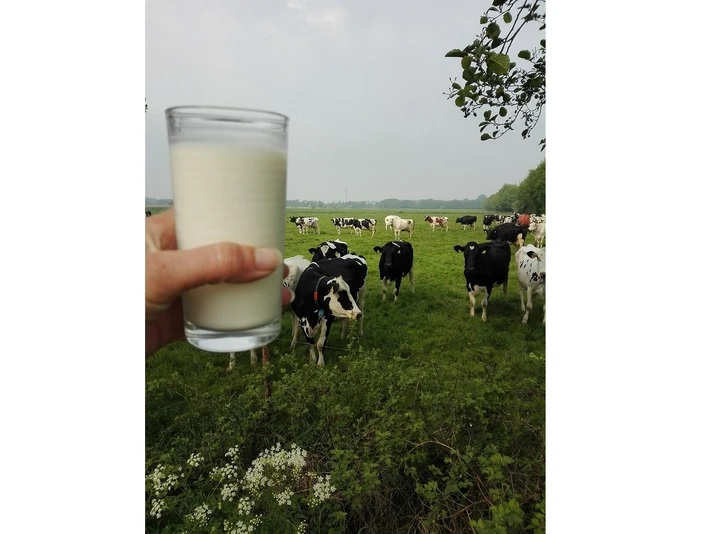 Milchtankstelle Baumann Das Bild zeigt ein Glas Milch vor Kühen von der Milchtankstelle Baumann