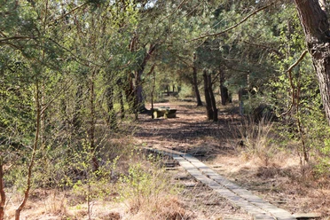 Moorpadd im Neustädter Moor