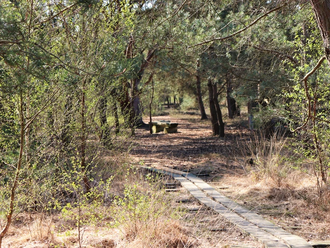 Moorpadd im Neustädter Moor
