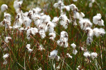 Wollgrasblüte im Neustädter Moor