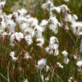 Wollgrasblüte im Neustädter Moor
