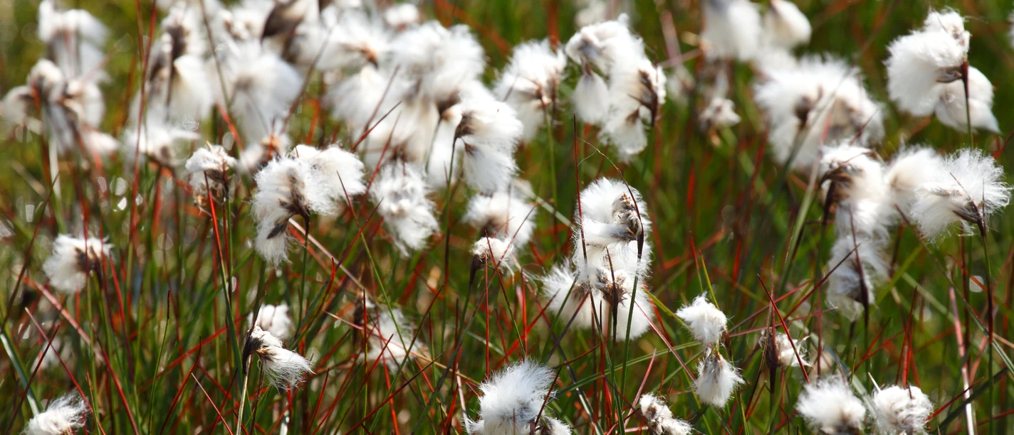 Wollgrasblüte im Neustädter Moor