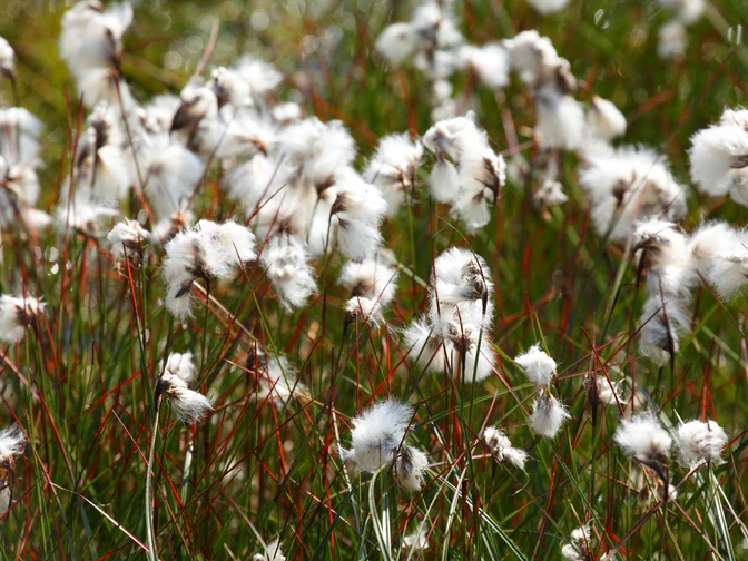 Wollgrasblüte im Neustädter Moor
