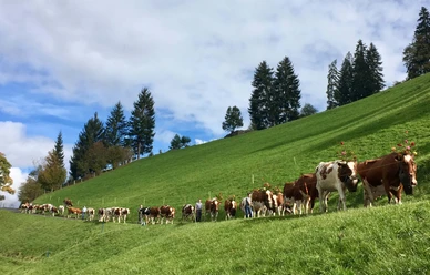 Alpabzug Kühe mit Kopfschmuck gehen hintereinander auf einem Weg ins Tal