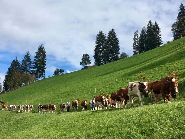 Les vaches descendent de l'alpage dans la vallée Des vaches coiffées marchent l'une derrière l'autre sur un chemin menant à la vallée