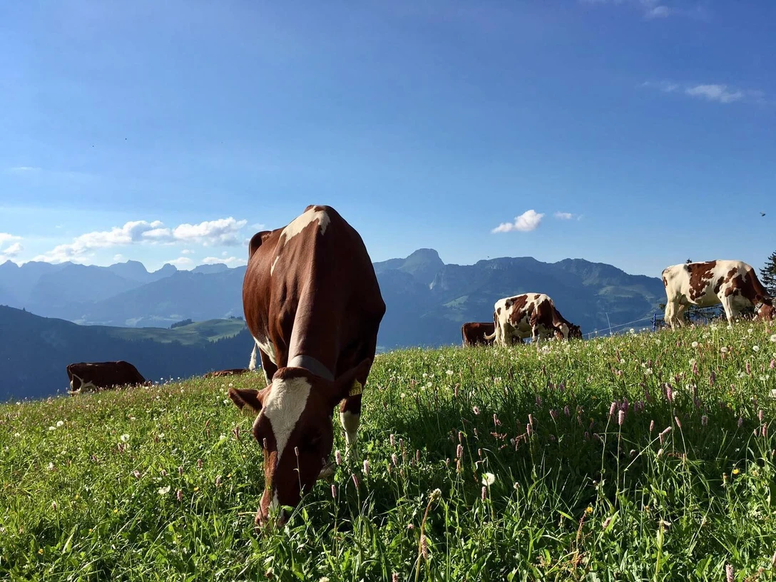 Weidende Kühe Gras fressende Kühe auf einer AlpweideGrass-eating cows on an alpine pastureVaches mangeant de l'herbe sur un pâturage alpin