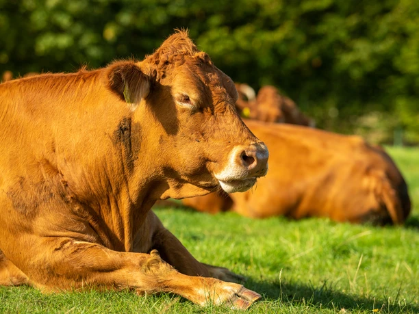 Kühe auf der Weide Kühe ruhen entspannt auf einer grünen Wiese an einem sonnigen Tag, umgeben von Bäumen im Hintergrund.