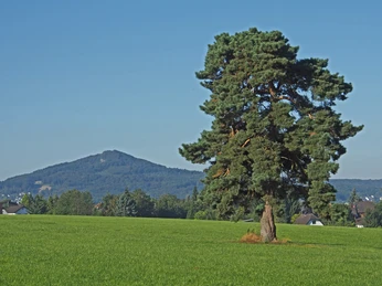 berghausen_kiefer_oelberg.jpg berghausen_kiefer_oelberg.jpg
