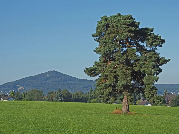 berghausen_kiefer_oelberg.jpg berghausen_kiefer_oelberg.jpg
