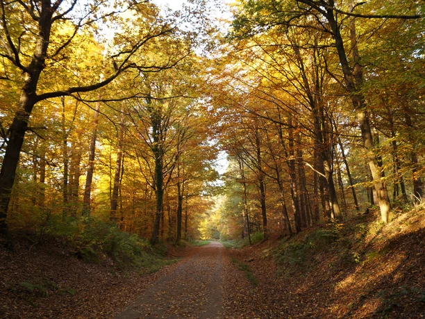 befestigter Waldweg Kastanienweg im herbstlichen Wald von Blätterdach in Gold und Rot überstrahlt.