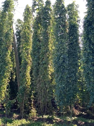 Hopfen bei Ilmtaltour auf Höhe Rohrbach