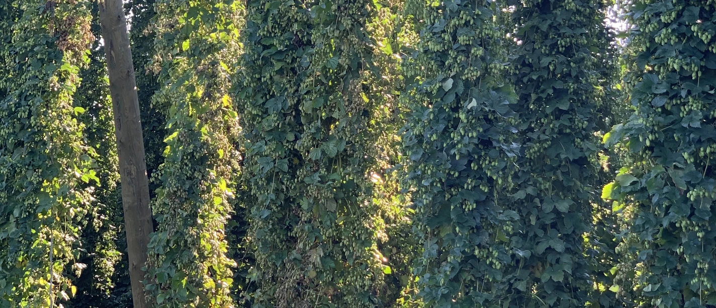 Hopfen bei Ilmtaltour auf Höhe Rohrbach