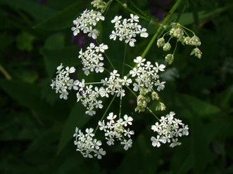 Symbolbild: weiße Blüten Weißblühender Doldenblütler mit fein gefiederten Blättern vor dunkelgrünem Hintergrund.