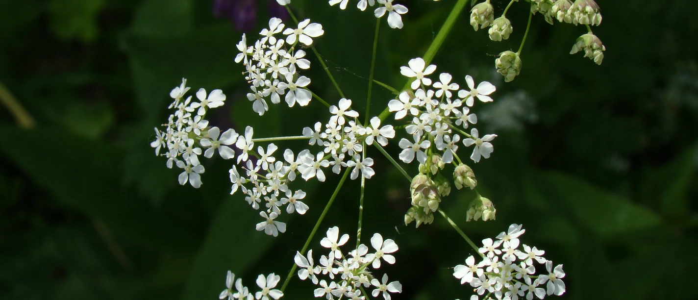 Symbolbild: weiße Blüten Weißblühender Doldenblütler mit fein gefiederten Blättern vor dunkelgrünem Hintergrund.