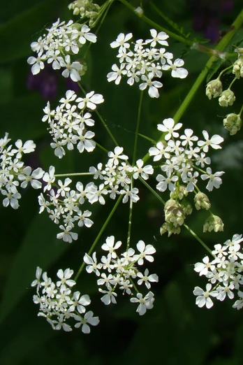 Symbolbild: weiße Blüten Weißblühender Doldenblütler mit fein gefiederten Blättern vor dunkelgrünem Hintergrund.