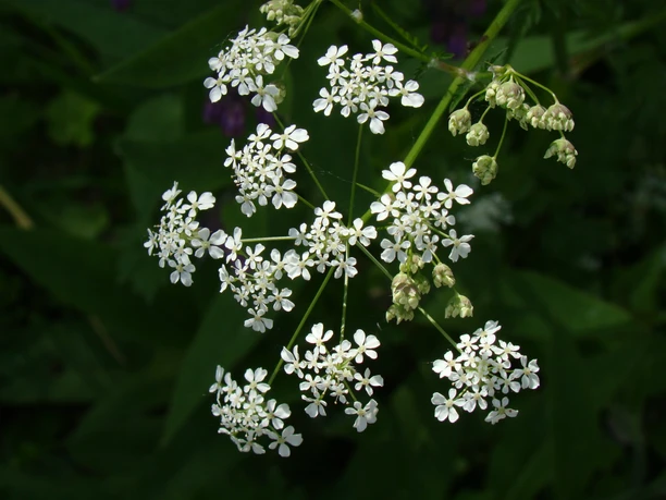 Symbolbild: weiße Blüten Weißblühender Doldenblütler mit fein gefiederten Blättern vor dunkelgrünem Hintergrund.