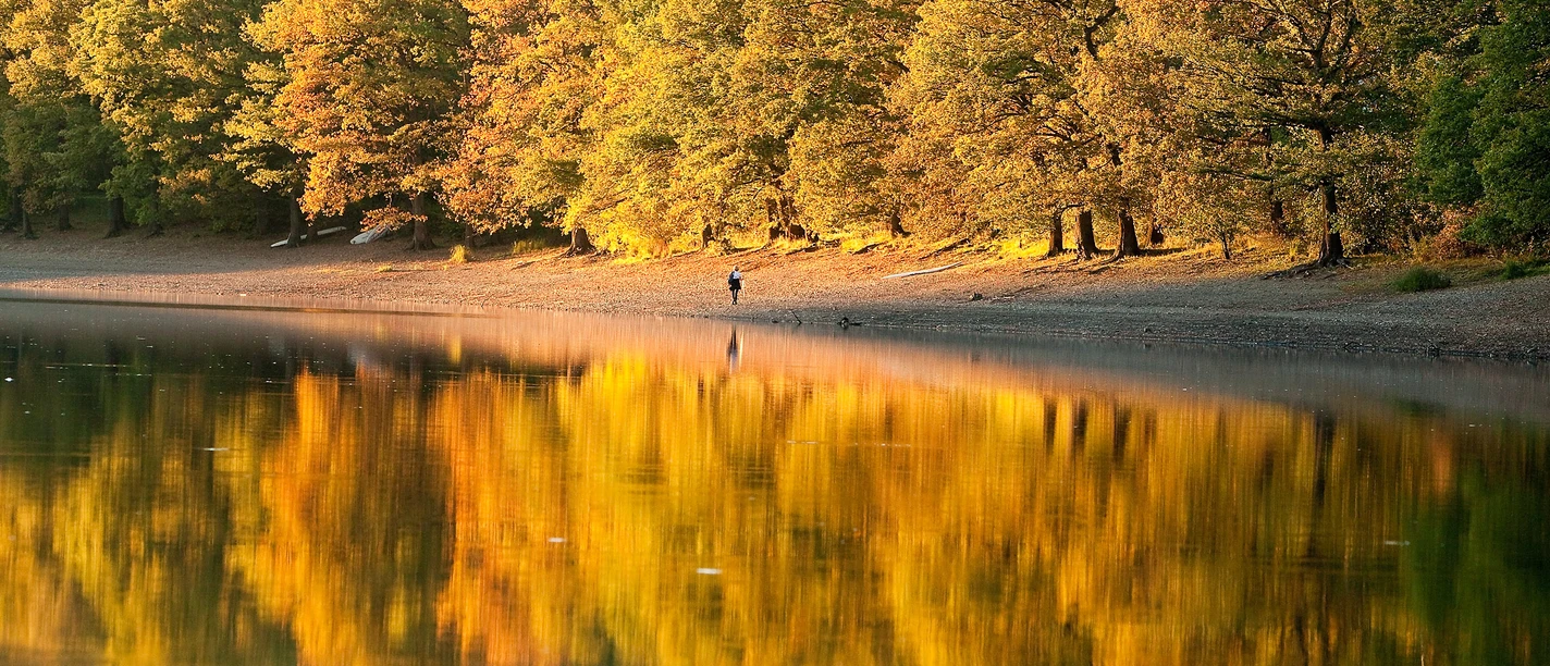 Lingese-Talsperre Spaziergänger an einem Herbstsee, gesäumt von goldgelben Bäumen, spiegelnd im ruhigen Wasser.