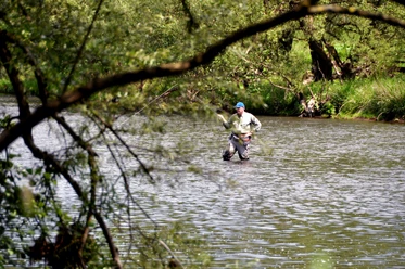 Angeln in der Sieg Ein Angler steht in der Sieg