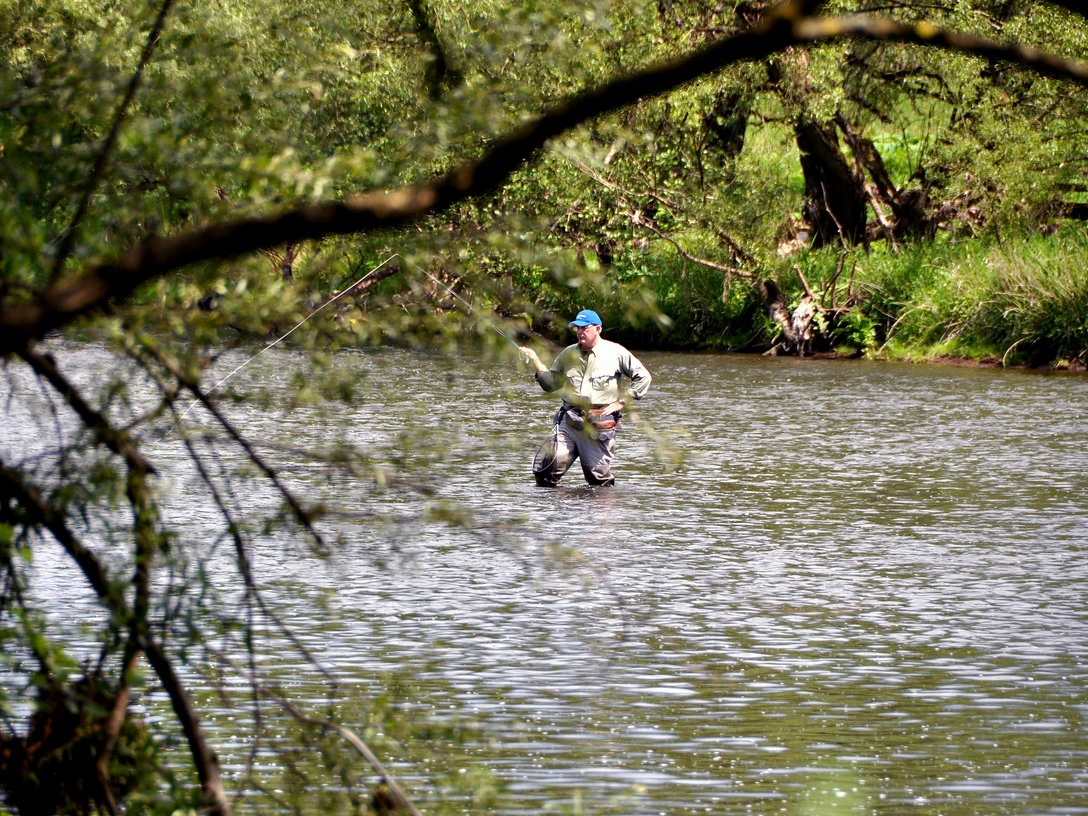 Angeln in der Sieg Ein Angler steht in der Sieg
