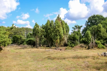 Wacholderhain in Börger ©Emsland Tourismus Offene Heidelandschaft mit Wacholderbüschen und lichte Bäume unter blauem Himmel mit Wolken.