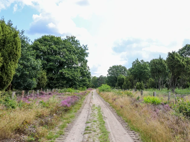 Wacholderhain in Börger ©Emsland Tourismus Sandweg führt durch Wacholderhain mit blühender Heide, grünen Büschen und Eichen im Naturpark Hümmling.