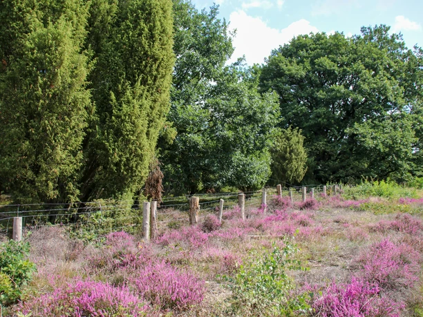 Wacholderhain in Börger ©Emsland Tourismus Blühende Heide mit Wacholderbüschen und alten Eichen unter blauem Himmel im Naturpark Hümmling