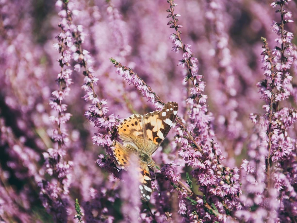 Wacholderhain in Börger ©Emsland Tourismus Ein Distelfalter sitzt auf blühender Heide im Wacholderhain Börger im Naturpark Hümmling.