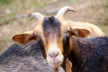 Wacholderhain in Börger ©Emsland Tourismus Braun-schwarz gefärbte Ziege mit gebogenen Hörnern auf einer Weide im Wacholderhain Börger.