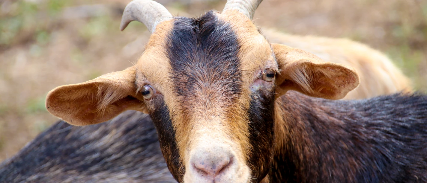 Wacholderhain in Börger ©Emsland Tourismus Braun-schwarz gefärbte Ziege mit gebogenen Hörnern auf einer Weide im Wacholderhain Börger.