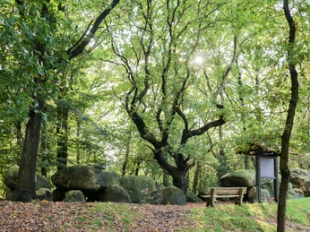 Großsteingrab auf Bruneforths Esch