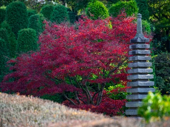 Japanischer Garten Drohnenbild_Rheinaue