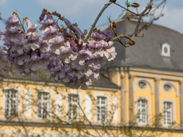 Poppelsdorfer Schloß Poppelsdorfer Schloß